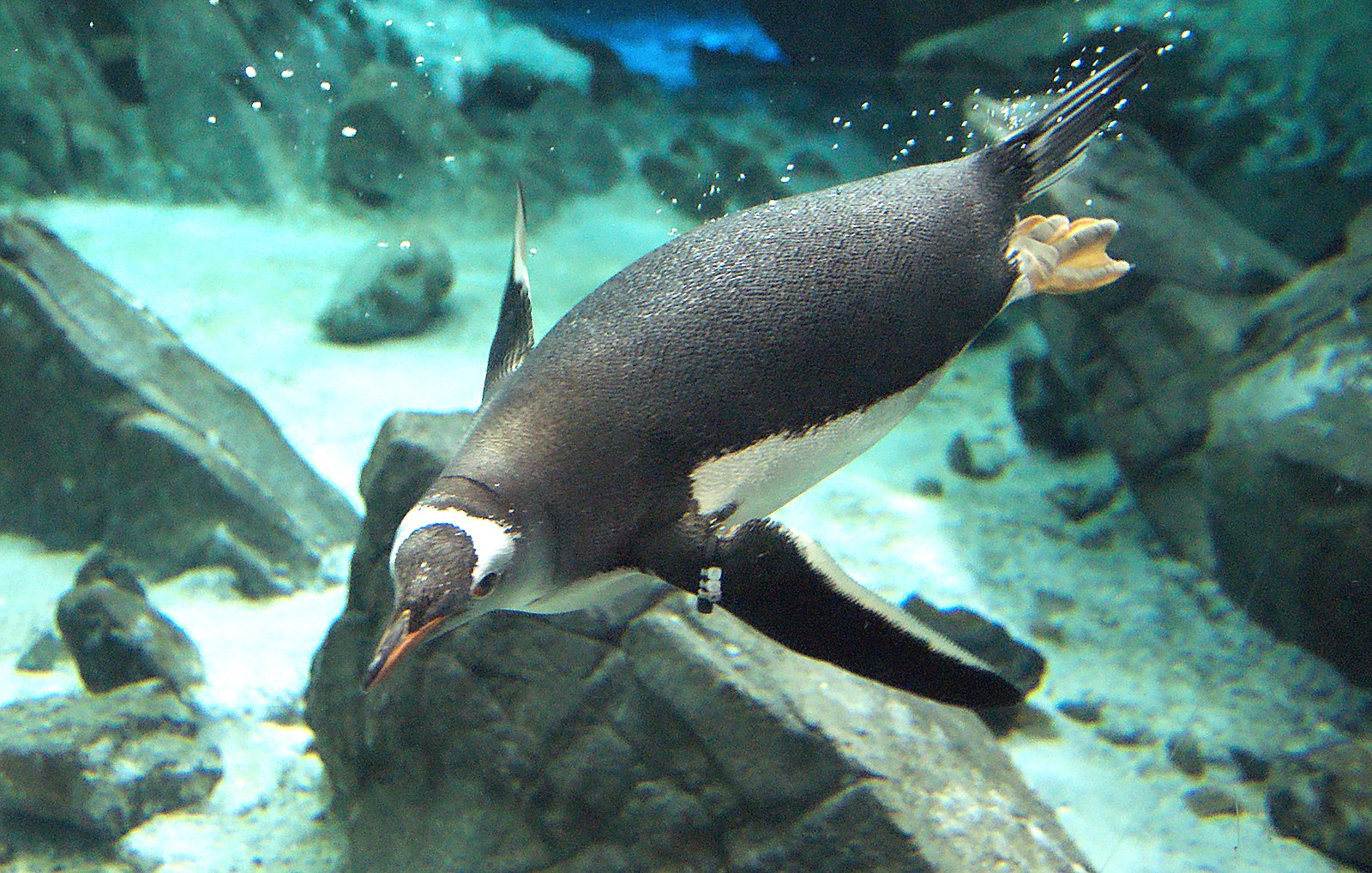 A Gentoo penguin.